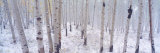 Fresh Snow on Autumn Aspens  Kebler Pass  Colorado  USA