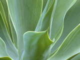 Agave Plant  Maui  Hawaii  USA