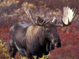Moose in Autumn Alpine Blueberries  Denali National Park  Alaska  USA