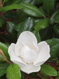 Saucer Magnolia  Louisville  Kentucky  USA