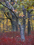 Blueberries in Oak-Hickory Forest in Litchfield Hills  Kent  Connecticut  USA