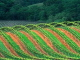 Trellised Vineyard in the Alexander Valley  Mendocino County  California  USA