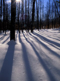 Snow in the Northern Hardwood Forest  Maine  USA