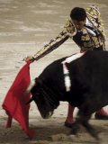 Spanish Bullfighter Camargue France