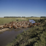 Cattle Herding Argentina