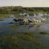 Herding Horses  Argentina