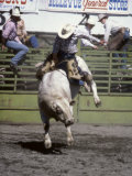 Bull Riding  Utah  USA