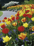 Tulips Buchart Garden Victoria British Columbia  Canada