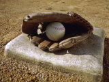 Baseball in a Baseball Glove on a Base