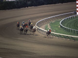 Nine Race Horses
