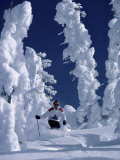 Skier with Snow-covered Trees