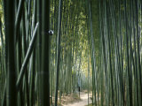 Bamboo Forest  Ginkakuji Temple  Kyoto  Japan