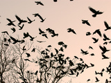 Crows Fly Over a Tree Where Others are Already Camped for the Night at Dusk in Bucharest Romania