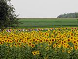 The Pack Rides Past a Sunflower Field During the Sixth Stage of the Tour De France