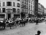 A Herd of Cattle is Driven Along a Paris Streen