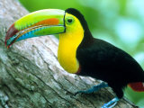 Keel Billed Toucan with a Cicada  Borro Colorado Island  Panama