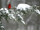 A Cardinal Sits on a Snow-Covered Branch