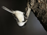 A Black-Capped Chickadee Hangs Upside Down Searching for Food from the Bark of a Tree Trunk