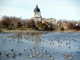 Canada Geese Enjoy a Sunny Day on Capitol Lake in Pierre  SD