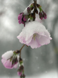 Cherry Blossoms