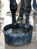 Racing Horse Kinetic Yankee is Cooled off
