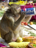 A Monkey Drinks Cola