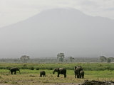A Herd of Elephant Graze with Mount Kilimanjaro