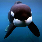 Keiko the Killer Whale