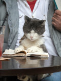 A Cat Joins its Owner Reading a Book at a Tokyo Cafe