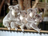 Four Australian Koalas are Shown on a Fence at Dreamworld on Queensland's Gold Coast