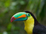Keel-billed Toucan on Tree Branch  Panama
