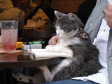 A Cat Joins its Owner Reading a Book at a Tokyo Cafe