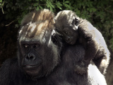 A Baby Gorilla Rests on His Mother Julia's Shoulder