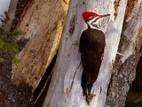 A Male Pileated Woodpecker Looks Around Before Boring into the Trunk of a Dead Pine