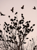 Crows Fly Over a Tree Where Others are Already Camped for the Night at Dusk in Bucharest Romania