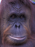 Orangutan Portrait  Borneo  Panama
