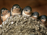 Five Baby Barn Swallows Peer out from Their Nest