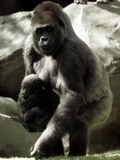 Mother Gorilla Julia