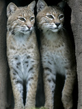 A Four-Year-Old Female Bobcat