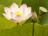 Blooming Water Lotuses Carpet Echo Park Lake