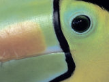 Toucan Close-up  Costa Rica