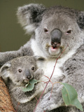 An 8-Month-Old Koala Joey