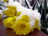 A Light Layer of Snow Forces a Daffodil to the Ground