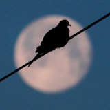 A Mourning Dove Sits Atop a Utility Wire as the Full Moon Sets Over Grand Isle
