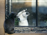 Separated by a Pane of Glass  a White Cat Tries to Play with a Black Cat