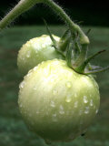 Raw Green Tomatoes are Tasty  But Astringent