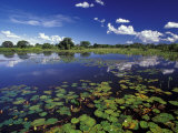 Waterways in Pantanal  Brazil