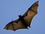 A Flying Fox Soars Above the Trees