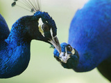 Male Peacocks Interact on a Farm in Mombasa  Kenya