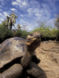 Giant Tortoise on Galapagos Islands  Ecuador